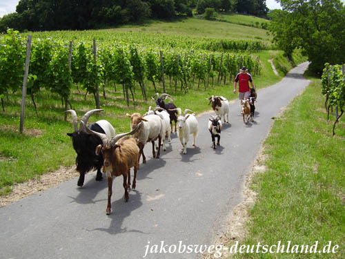 Ziegenherde auf dem Blütenweg bei Bensheim-Zell